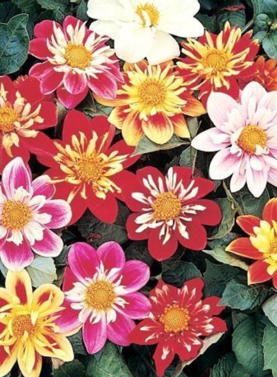 Dahlia, Dandy