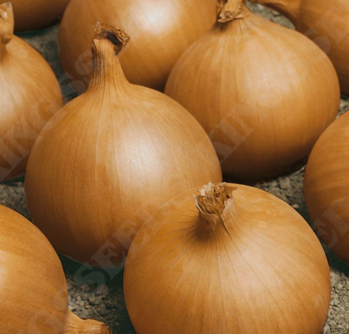 Onion, Rijnsberger