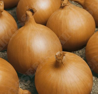 Onion, Rijnsberger