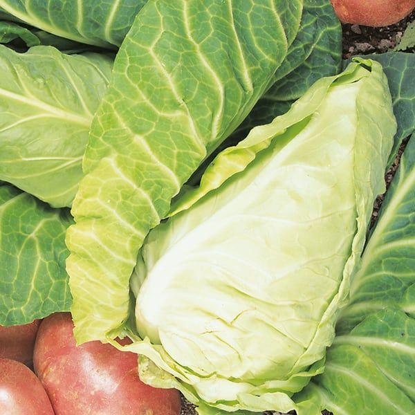 Cabbage, April