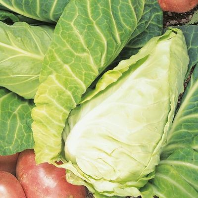 Cabbage, April