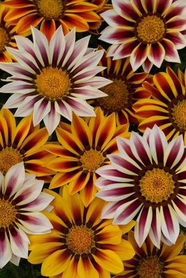 Gazania, New Day Tiger Stripes