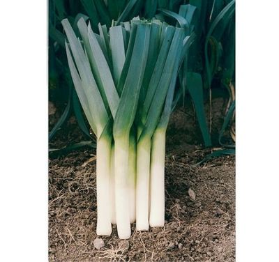 Leek, Porbella