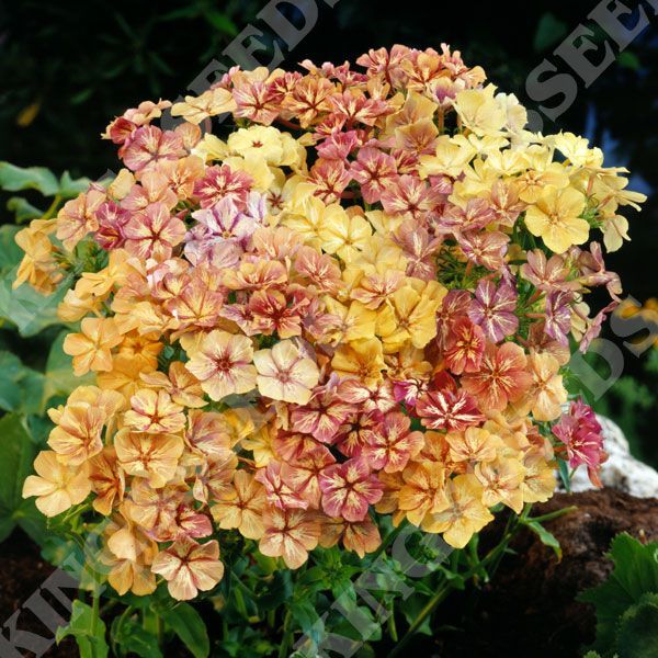 Phlox grandiflora, Creme Brulee
