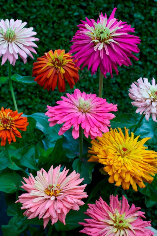 Zinnia, Giant Cactus mix