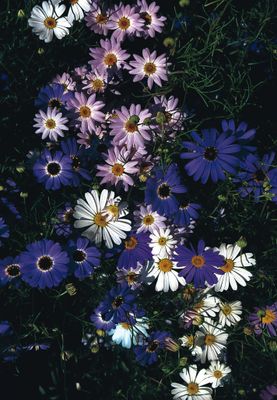 Swan River Daisy, Azure Mix