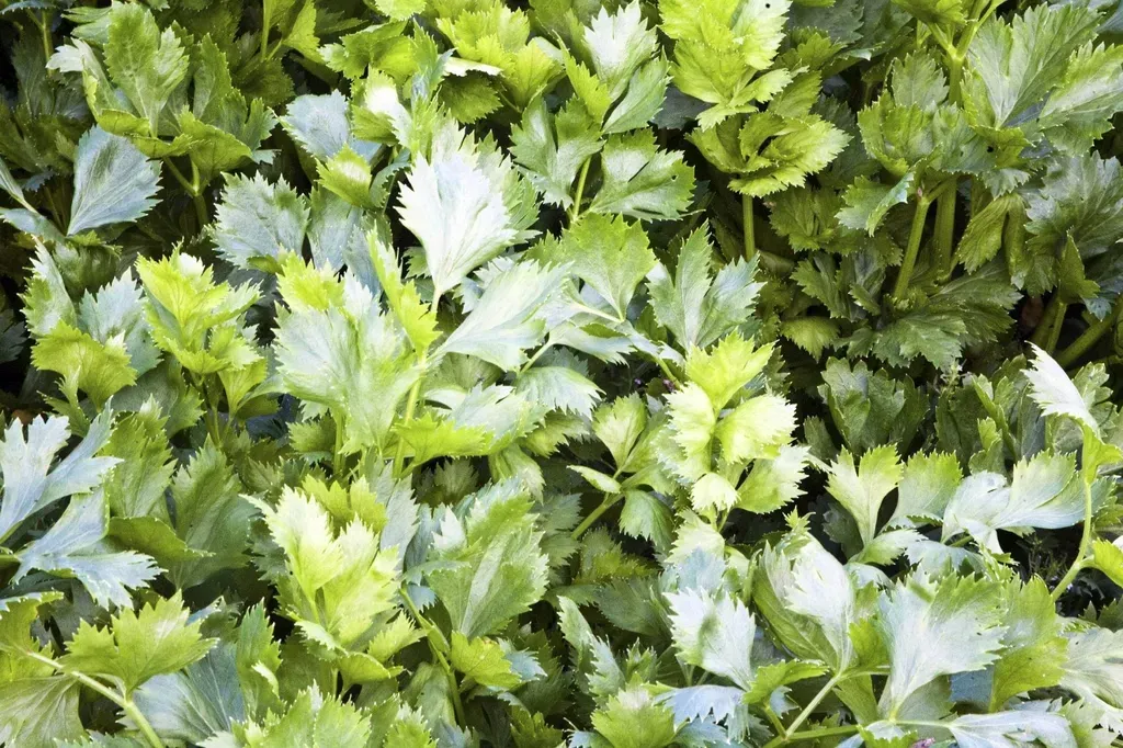Celery Leaf