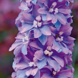Delphinium, Camellaird