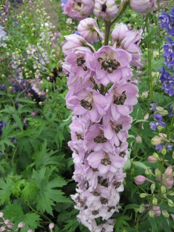 Delphinium, Astolat