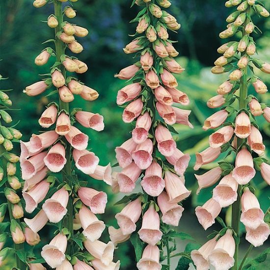 Digitalis, Apricot