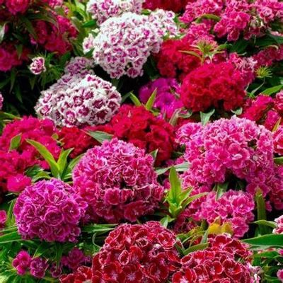 Sweet William, Crown Double Mix