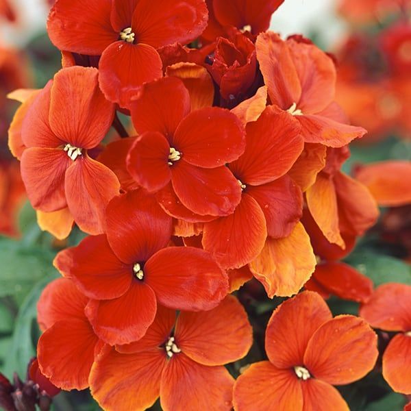 Wallflower, Scarlet Emperor