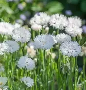 Cornflower, Snowman Cornflower, Snowman