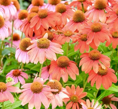 Echinacea, Red Skipper