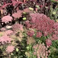 Daucas carota (Queen Anne's Lace), Purple Kisses Daucas carota (Queen Anne's Lace), Purple Kisses