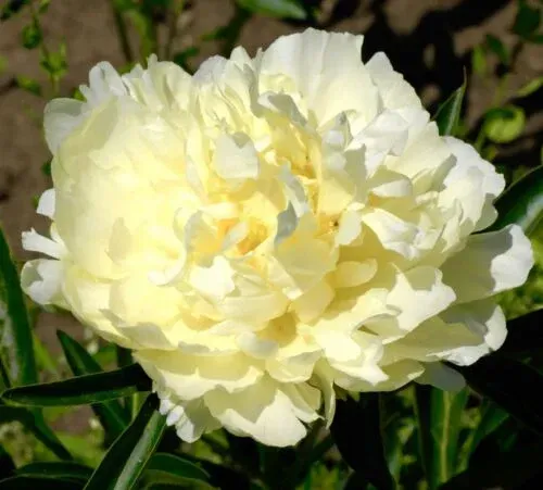 Papaver (Poppy) Paeoniflorum, Yellow Peony