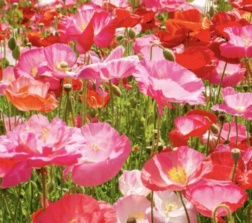 Eschscholzia (California Poppy), Appleblossom Pink