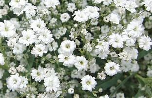 Gypsophila, Covent Garden Gypsophila, Covent Garden