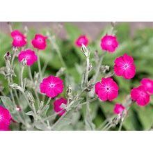 Silene Coronaria Silene Coronaria