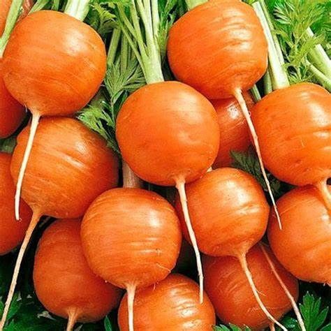 Carrot, Paris Market