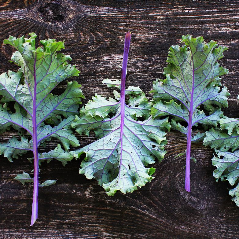 Kale, Red Russian Kale, Red Russian