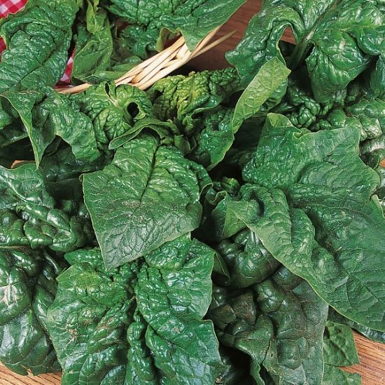 Spinach, Giant Winter