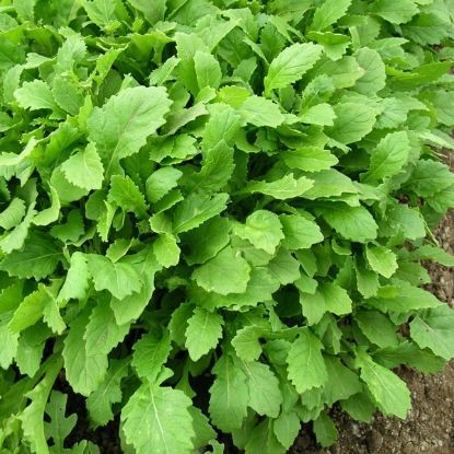 Rocket, Wasabi