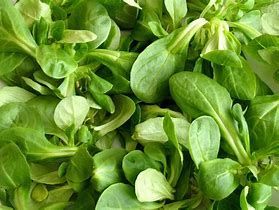 Lambs Lettuce, Vert de Cambrai Lambs Lettuce, Vert de Cambrai
