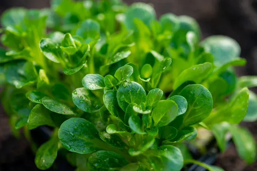 Lambs Lettuce
