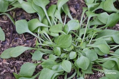 Claytonia, Winter Miners