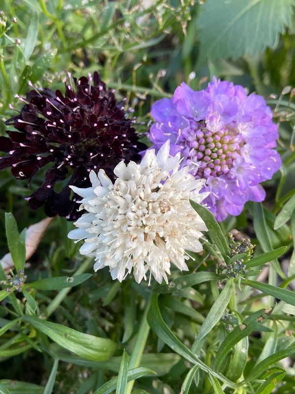 Scabious Atropurpurea, Mixed Scabious Atropurpurea, Mixed