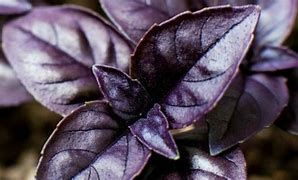 Basil, Dark Opal