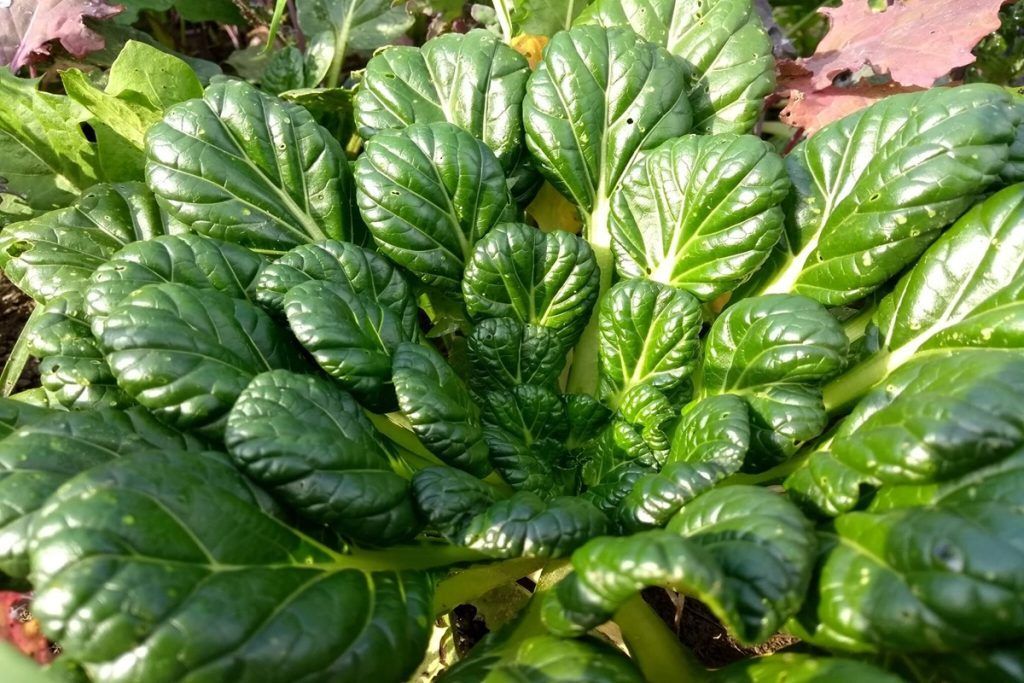Tatsoi, Mustard