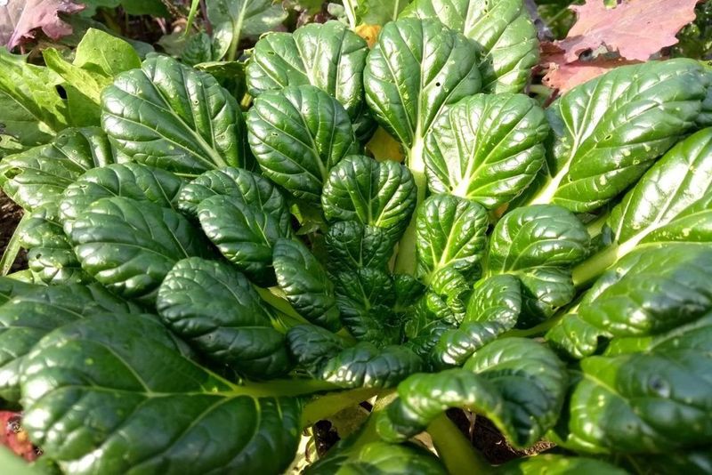 Tatsoi, Mustard