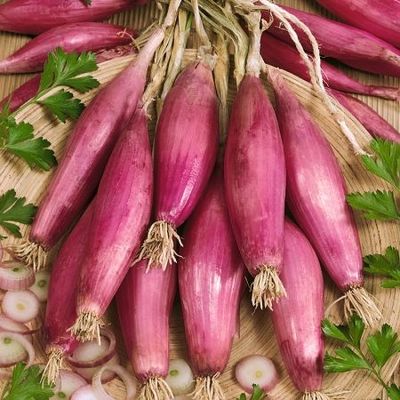 Onion, Rossa Longa Di Firenze Onion, Rossa Longa Di Firenze