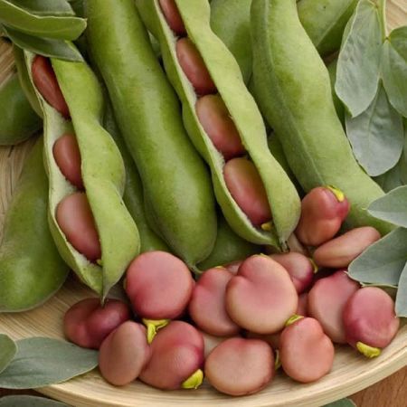 Broad Bean, Pink Karmazyn Broad Bean, Pink Karmazyn