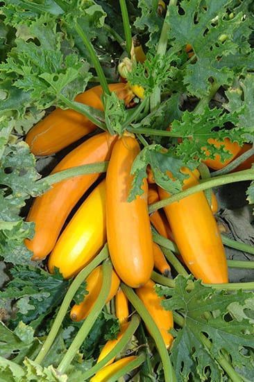 Courgette, Atena Polkal F1 Courgette, Atena Polkal F1