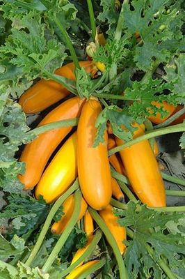 Courgette, Atena Polkal F1 Courgette, Atena Polkal F1