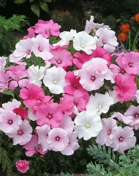 Lavatera, Beauty Mixed Lavatera, Beauty Mixed