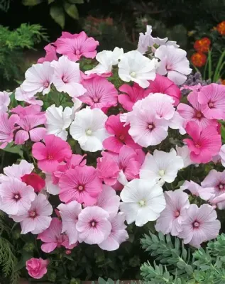 Lavatera, Beauty Mixed Lavatera, Beauty Mixed