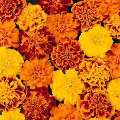 Marigold, Bonanza Marigold, Bonanza