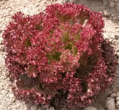 Lettuce, Lollo Rosso Lettuce, Lollo Rosso