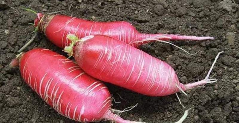 Radish, China Rose