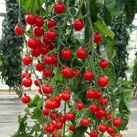 Tomato, Bite Size Tomato, Bite Size