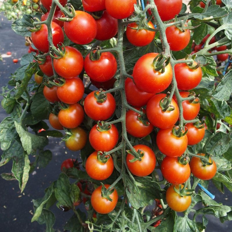 Tomato, Rubinka Tomato, Rubinka