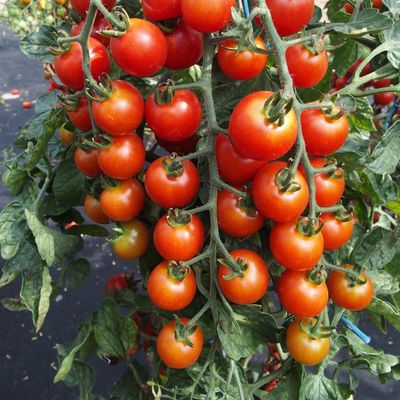 Tomato, Rubinka Tomato, Rubinka