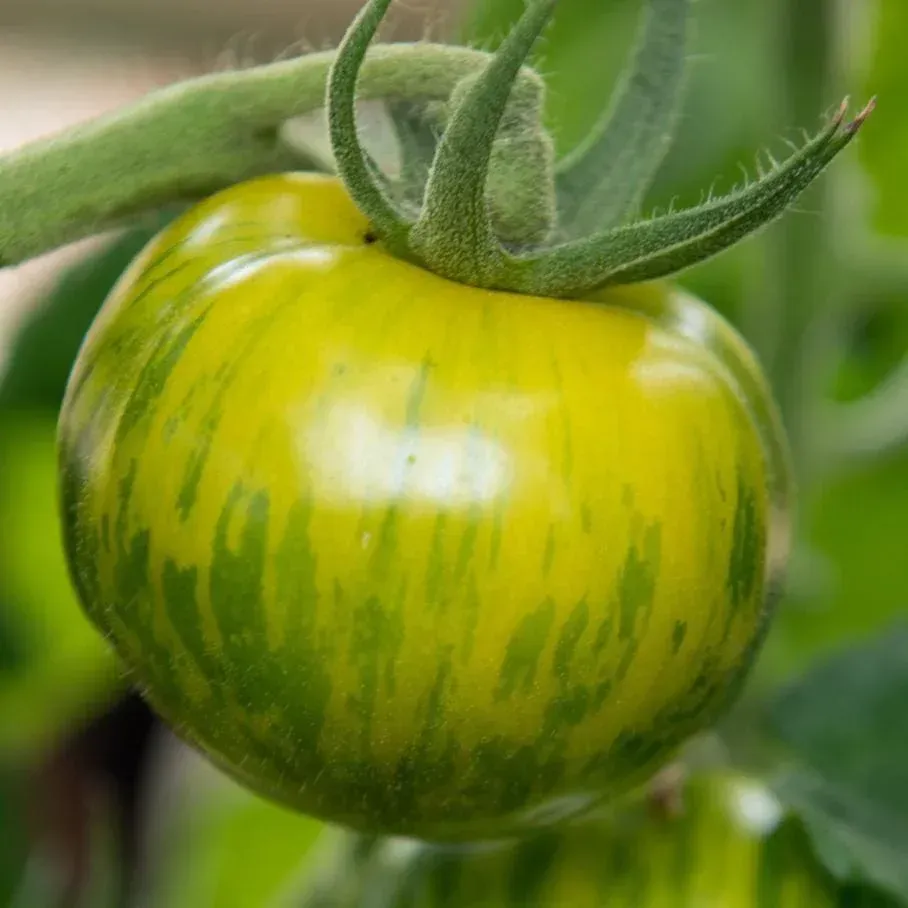 Tomato, Green Zebra Tomato, Green Zebra