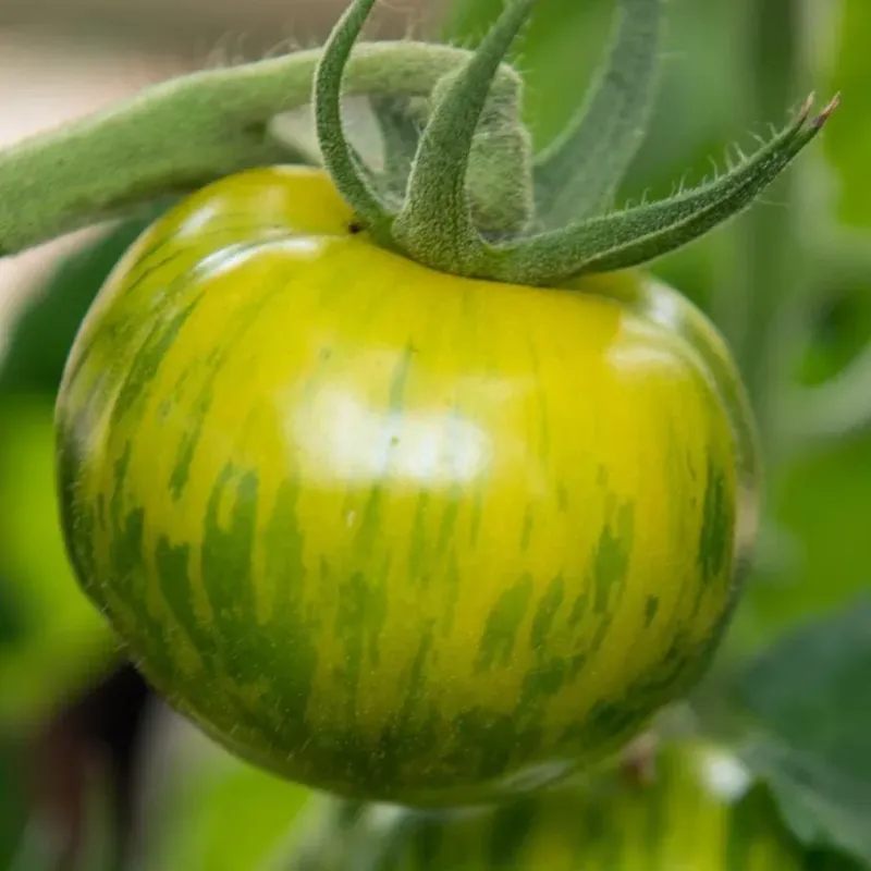 Tomato, Green Zebra Tomato, Green Zebra