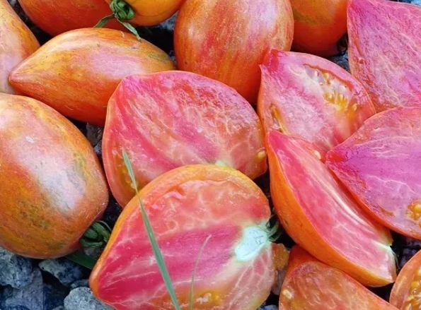 Tomato, Temptation Tomato, Temptation