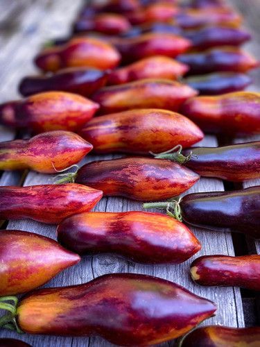 Tomato, Dwarf Antho Pink Panther Tomato, Dwarf Antho Pink Panther